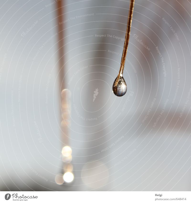 dewdrop Environment Nature Plant Autumn Beautiful weather Grass Wild plant Blade of grass Meadow Water Glittering Hang Illuminate Esthetic Exceptional Thin