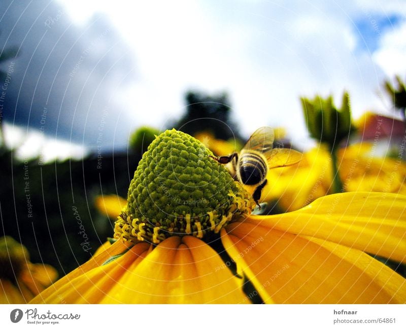 summertime Honey Wasps Insect Summer Flower Yellow Clouds Blossom Sky Sun hofnaar Pollen Nutrition