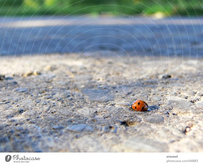 Lonely Happiness Ladybird Good luck charm Loneliness Small Graceful Asphalt Concrete Punctual Insect Point lucky symbol hurtful Street positive