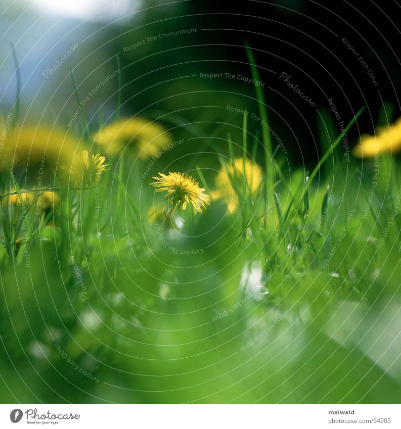 Spring meadow with blooming dandelion and lush green grass in the sunshine Meadow Flower Blossom Dandelion Grass Green Yellow Gaudy May Multicoloured