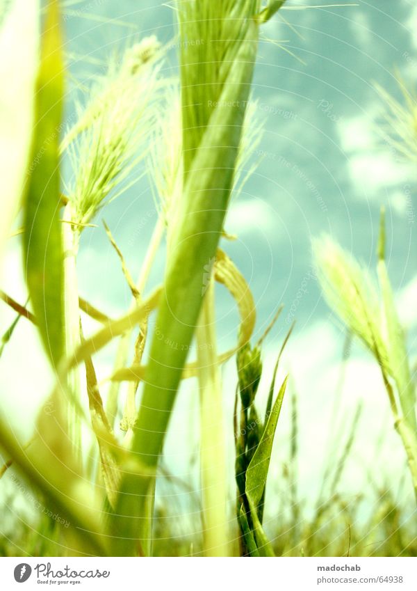 SUMMERFREUDE | hamonie wellness life life summer pastel Grass Green Plant Aspire Air Harmonious Lust Summer Growth Lighting Glittering Wheat Meadow Clouds