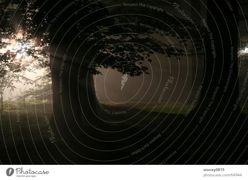 ... in the forest 2 Forest Fog Back-light Dark Mystic Lighting Bright Shadow Sun