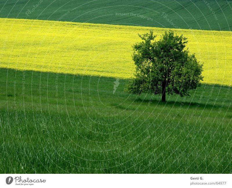cross_field_on Green Yellow Canola Meadow Grass Field Canola field Tree Loneliness Individual Shade of a tree Stripe Striped Graphic Across Summer Colour Single