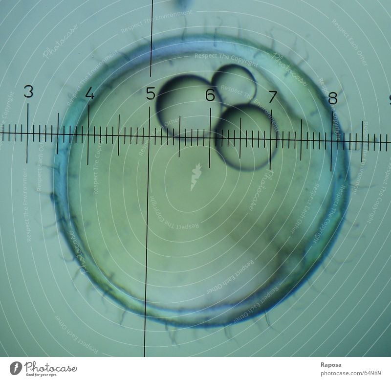 Medaka II Microscope Scale Investigate Zoology Internship Embryo Yolk Chorion Development Growth Propagation Academic studies Biology Draw Research Observe