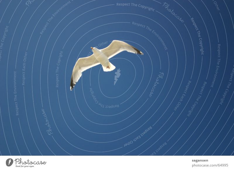 seagull Seagull Bird Flying Wing Sky Blue