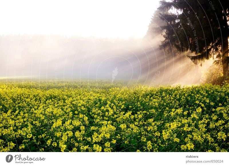 Light me up Environment Nature Landscape Plant Sunrise Sunset Sunlight Autumn Weather Beautiful weather Fog Agricultural crop Canola field Field Forest