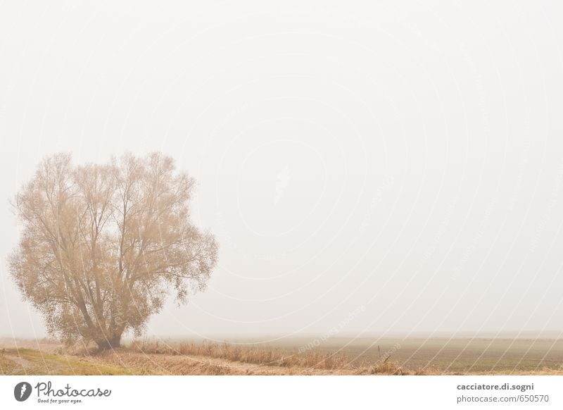 Alone Nature Landscape Plant Autumn Fog Tree Field Simple Infinity Bright Gray Orange White Emotions Calm Modest Thrifty Humble Boredom Loneliness End Eternity