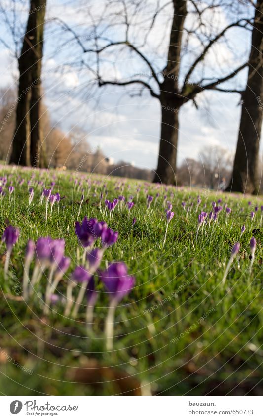 spring weird. Well-being Contentment Relaxation Trip Far-off places Freedom Garden Sky Climate Beautiful weather Plant Tree Grass Blossom Crocus Park Meadow