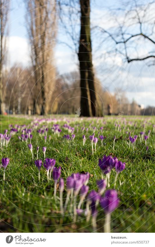 spring high. Allergy Well-being Contentment Relaxation Gardening Nature Plant Sky Sun Beautiful weather Tree Flower Grass Blossom Crocus Park Meadow Pedestrian