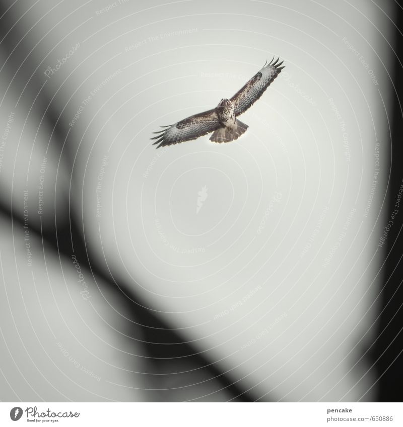 breathing Nature Landscape Animal Elements Sky Tree Wild animal Bird 1 Sign Flying Looking Common buzzard Air Ease Colour photo Subdued colour Exterior shot