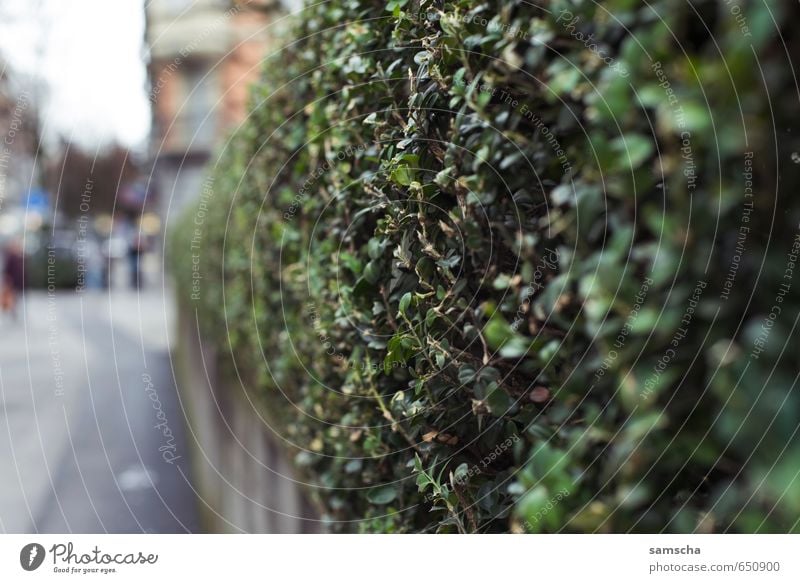 off through the hedge Garden Environment Nature Plant Bushes Leaf Foliage plant Park Town Downtown Green Hedge Fence Border Boundary Make green Thuja