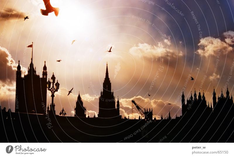 London Bird Sky Clouds Town Bridge Vacation & Travel Great Britain Europe Romance Building Sunrise Sunset Capital city Big Ben Silhouette Symbols and metaphors