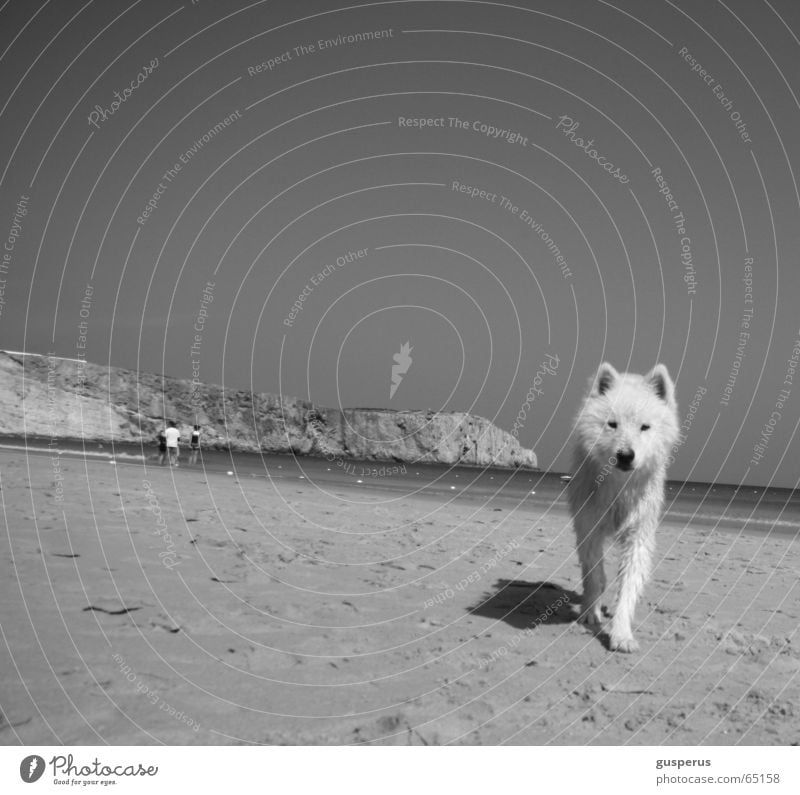 {greyhound} Dog Husky Beach Physics Portugal Beautiful Warmth Sand Water Bay Beautiful weather Be confident puppy dog Black & white photo blue and white