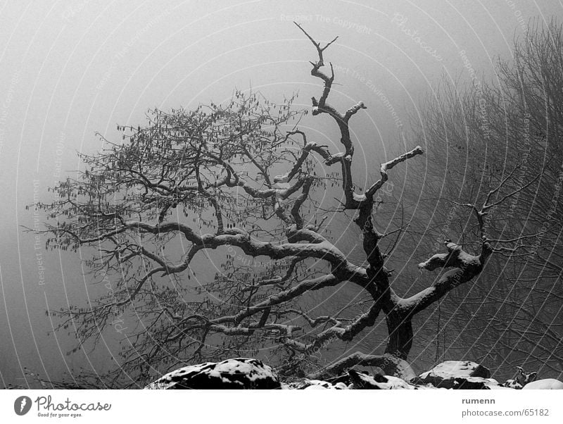 old tree Winter fog cold freez&#1077 bonzay solitude bulgaria mountain alone tree in cold fog outdoor shooting