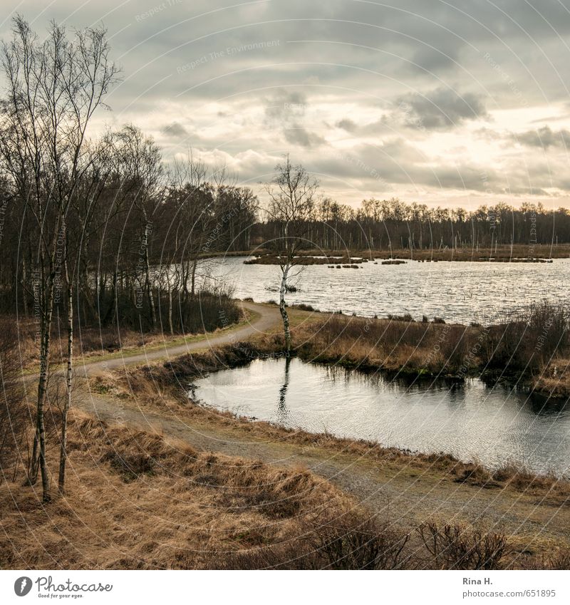 Late II Environment Nature Landscape Clouds Winter Plant Tree Grass Bushes Birch tree Bog Marsh Lake Dark Gloomy Square Dramatic Moody Sadness Colour photo