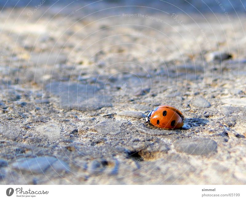 Lonely Happiness III Ladybird Loneliness Symbols and metaphors Good luck charm Asphalt Punctual Insect Vulnerable Happy Street