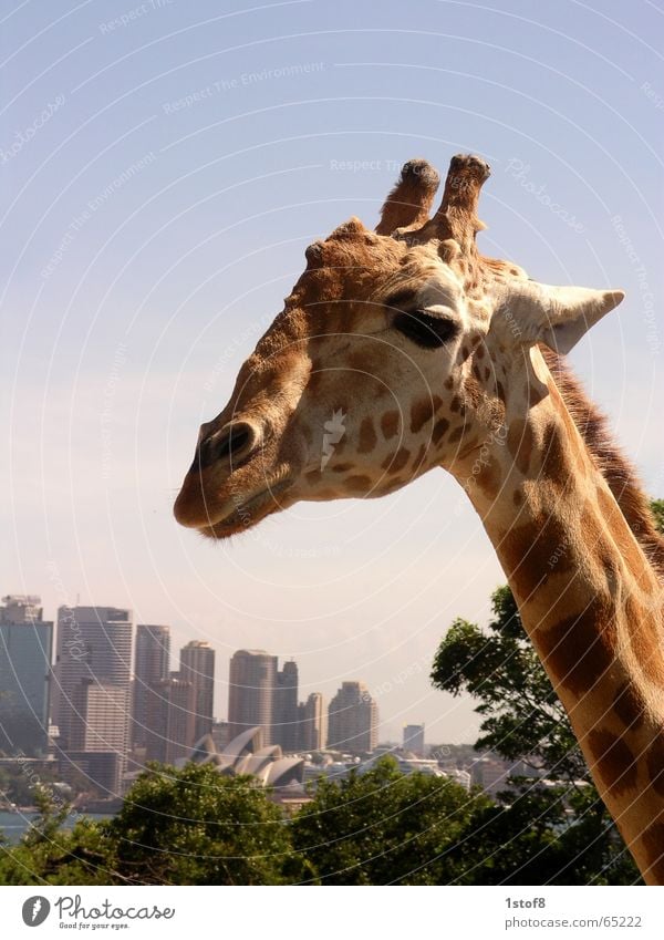 Sydneysider Town Zoo Art Animal Exterior shot Life Skyline Beautiful weather Giraffe Landscape