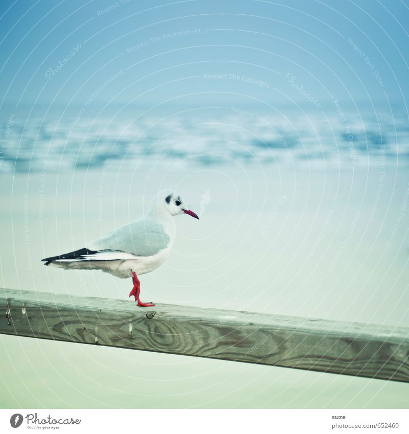 cold feet Calm Winter Environment Nature Animal Sky Horizon Baltic Sea Ocean Wild animal Bird 1 Wood Stand Wait Cold Small Funny Cute Blue White Seagull