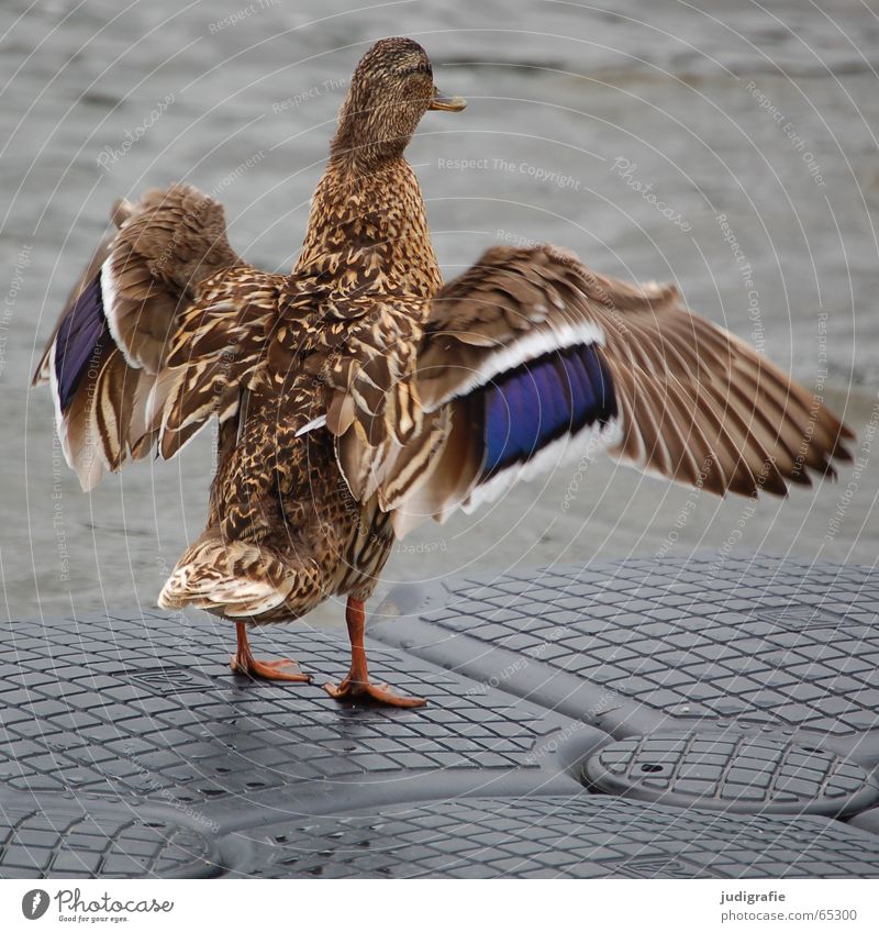 flapping Bird Footbridge Feather Brown Mallard Duck Water Wing Blue