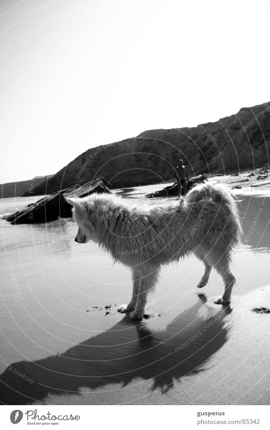 {greyhound II} Dog Husky Beach Physics Portugal Beautiful Warmth Sand Water Bay Beautiful weather Be confident puppy dog Black & white photo blue and white