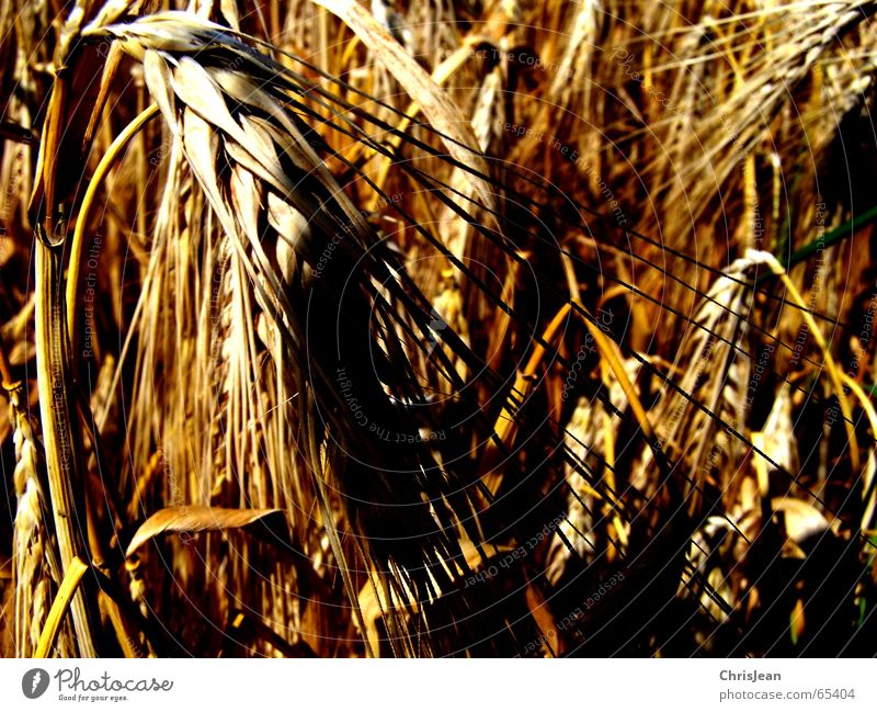untitled Grain Nature Field Yellow Wheat Barley Blade of grass Exposure trace traces eras Deep yellow Shadow