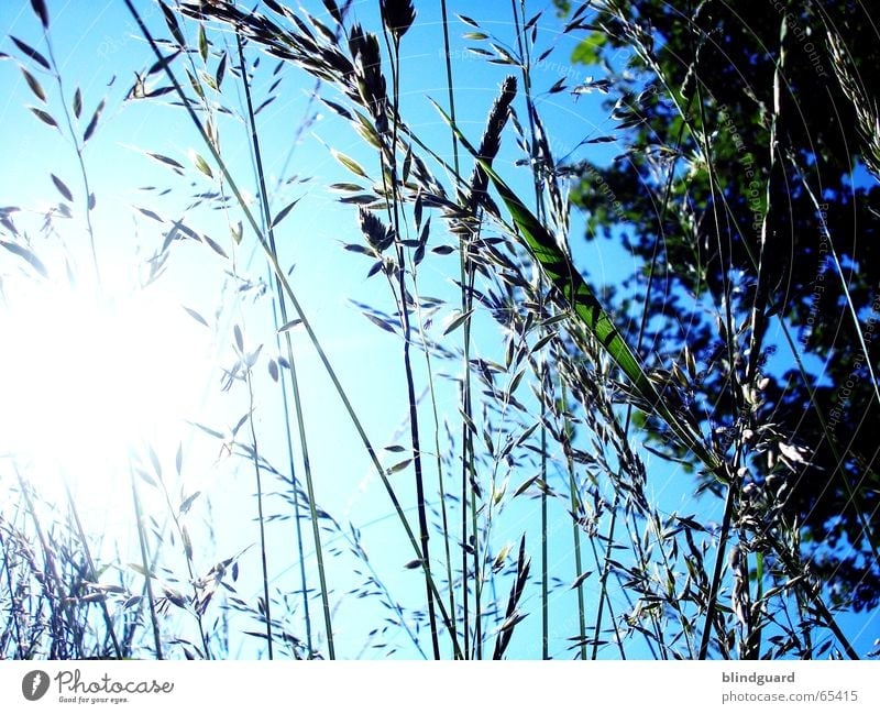 grass curtain Grass Bushes Back-light Dazzle Green Worm's-eye view Under Sun Sky Blue wild meadow