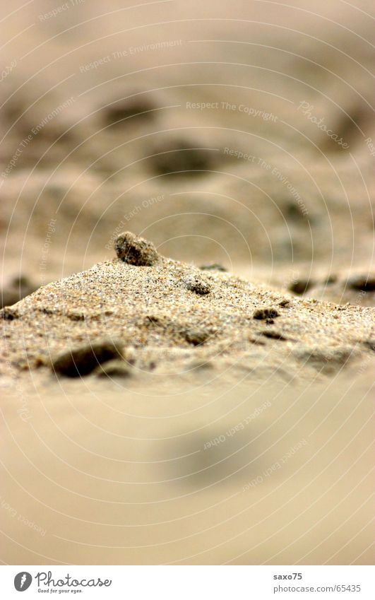 sandy landscapes Beach Ocean Grain of sand Brown Sand Landscape Desert
