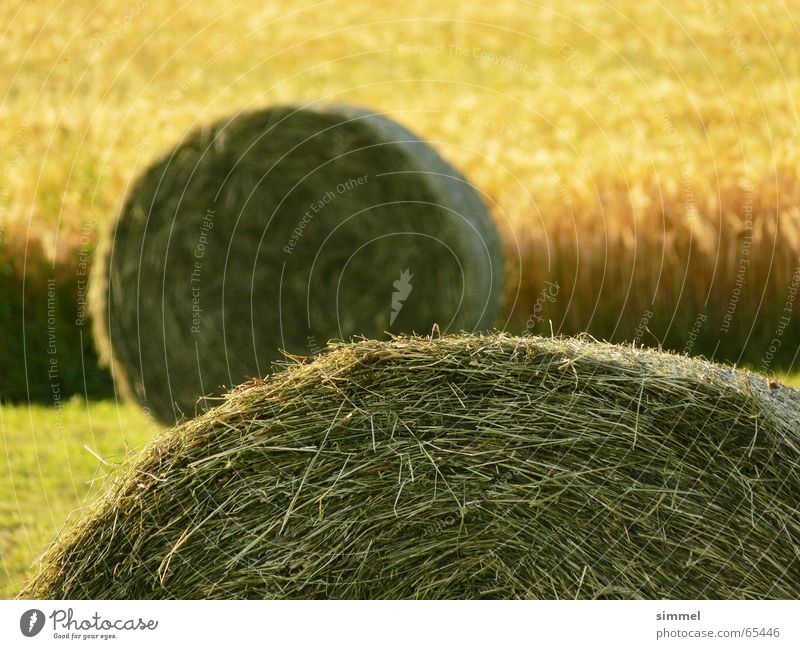 straw bale Bale of straw Summer Field Meadow Bundle Yellow Green 2 Depth of field