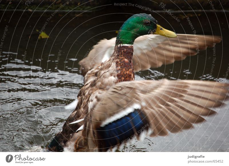 morning laundry Bird Mallard Laundry Feather Multicoloured Pond Judder Drake water lake Duck Beginning