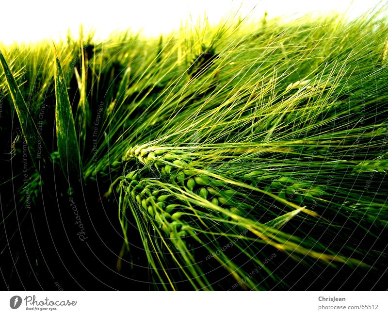 Barley 2 Blade of grass Field Green Yellow Ear of corn Work and employment Growth Light Shaft of light Fine Background picture White Calm Niederrhein Relaxation