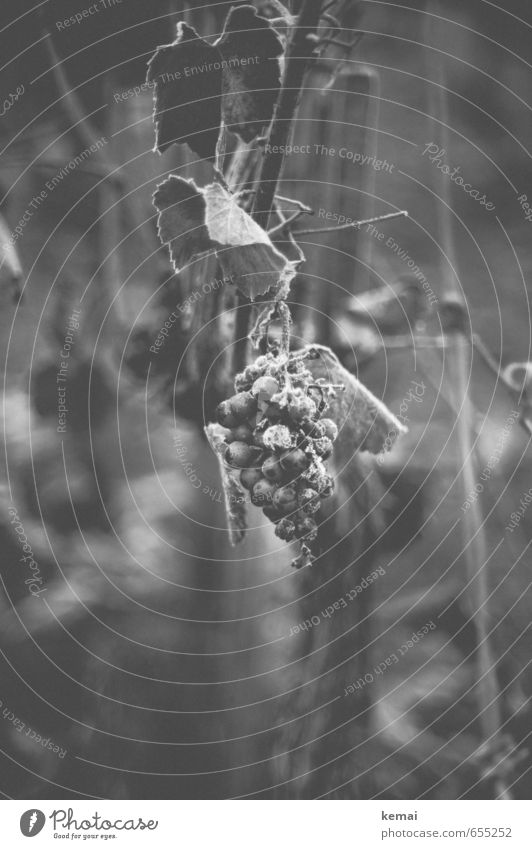 winter wine Food Fruit Environment Nature Winter Ice Frost Plant Leaf Agricultural crop Vine Bunch of grapes Hang Growth Dark Cold Frozen Black & white photo