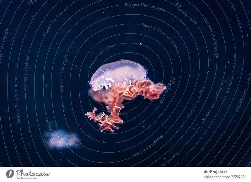 Jellyfish in pink Environment Nature Animal Water Climate North Sea Baltic Sea Ocean Aquarium 1 Esthetic Athletic Authentic Exceptional Threat Famousness