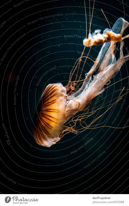 Jellyfish - just look Environment Nature Animal Water Climate Bay Baltic Sea Ocean 1 Old Esthetic Athletic Authentic Exceptional Threat Famousness Hideous