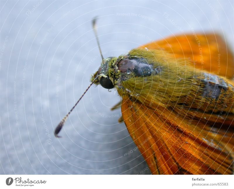 Farfalla Butterfly Feeler Gray Orange Macro (Extreme close-up) Flying Wing Freedom