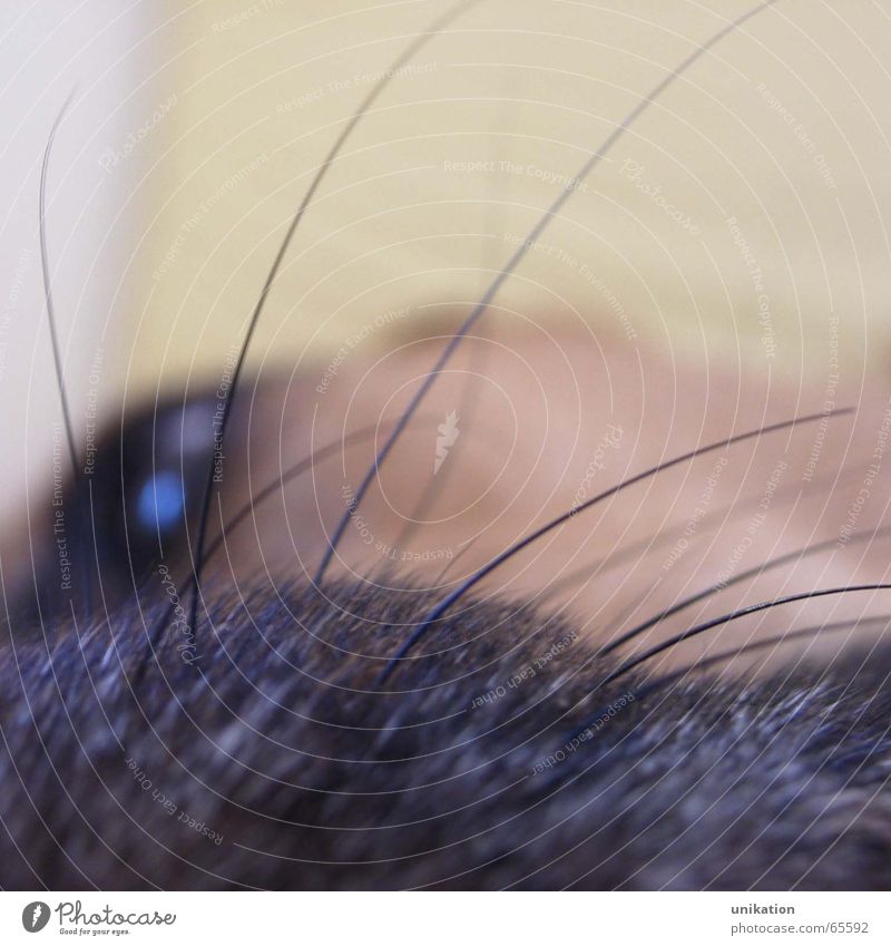 muzzle hairs Dog Snout Near Animal Beard hair Rest Hair and hairstyles Macro (Extreme close-up) Eyes Fatigue Calm