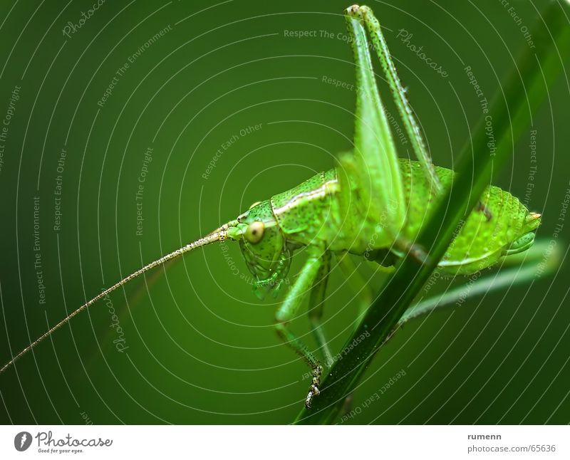 grasshopper Bow Jump Macro (Extreme close-up) animal insect big outddor