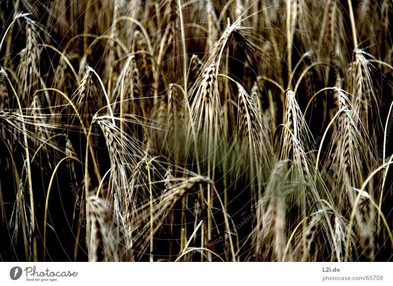HANG THE HEAD Field Black Brown Yellow Wheat Rye Oats Summer Grain Harvest straw straws Nature Organic produce