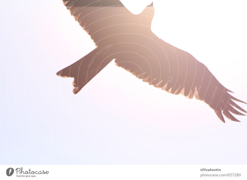 Brightly illuminated II Animal Wild animal Bird Bird of prey 1 Hot Blue White Subdued colour Exterior shot Detail Experimental Deserted Neutral Background Day