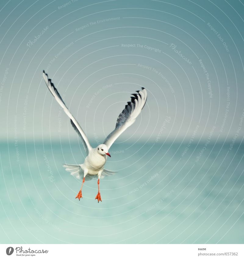 air number Freedom Ocean Environment Nature Animal Elements Water Sky Horizon Climate Weather Baltic Sea Wild animal Bird Wing 1 Flying Authentic Fantastic