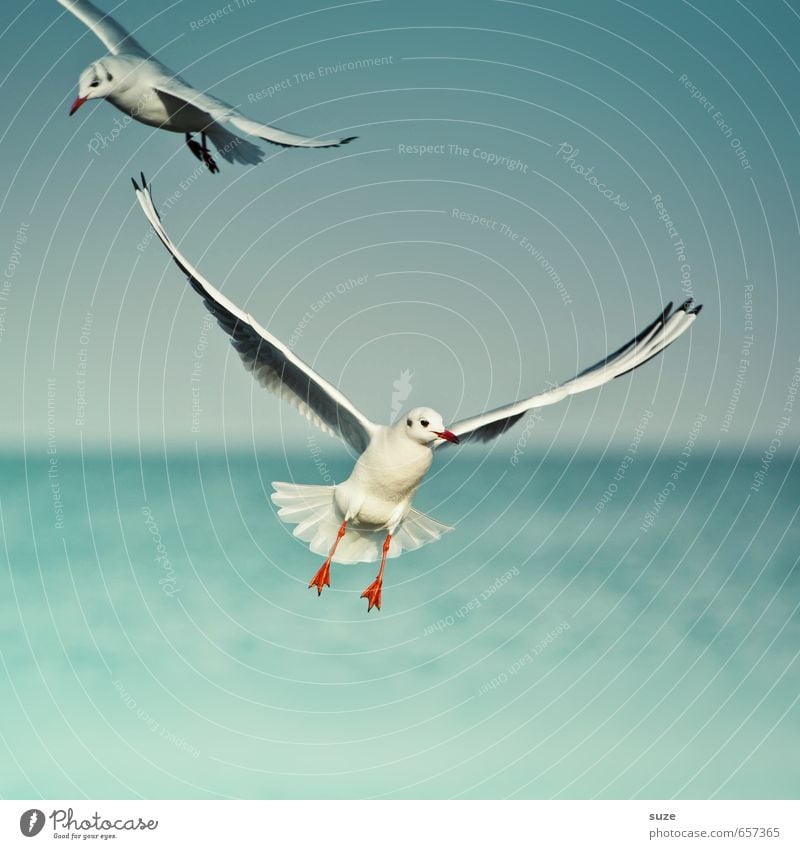 With ease Beautiful Freedom Ocean Environment Nature Animal Elements Water Sky Horizon Climate Weather Baltic Sea Wild animal Bird Wing 2 Flying Authentic