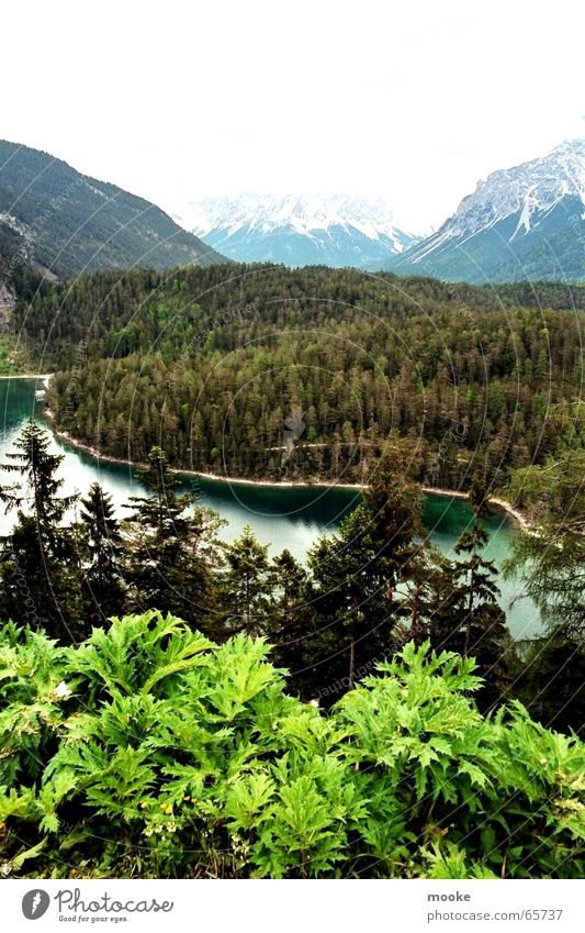 Zugspitzblick Zugspitze Forest Mountain lake Green White Gray Rock Snow Valley
