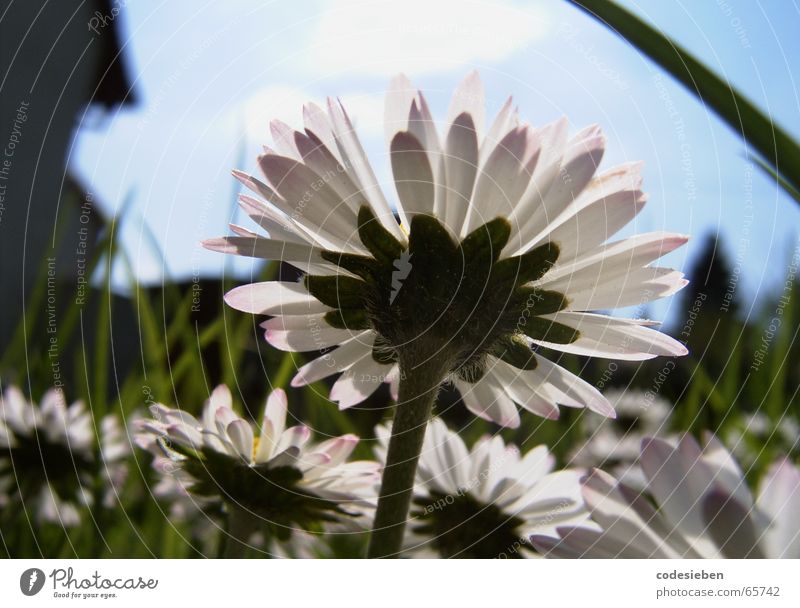 I'm a daisy. Daisy Meadow Green Juicy Grass Long Summer Hot House (Residential Structure) Blur Goose Flower the daisy his friends Sky Blue Sun Unclear macro sky