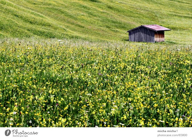 Summer meadow hut Meadow Allgäu Loneliness Calm Green Yellow Slope Wood Hut