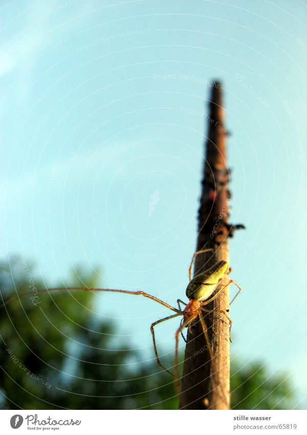spider Spider Stick Insect Tree Disgust Extra Sky Macro (Extreme close-up) Oder not