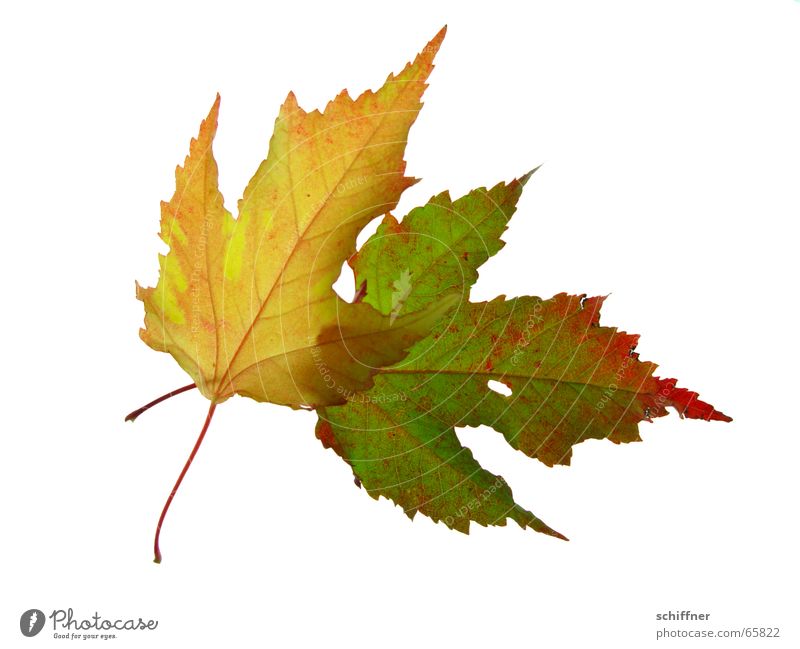 Autumn foliage II Multicoloured Isolated Image Leaf Together Yellow Red Indian Summer Row Autumnal Autumn leaves Hollow Bright Colours Stalk Matrimony Old