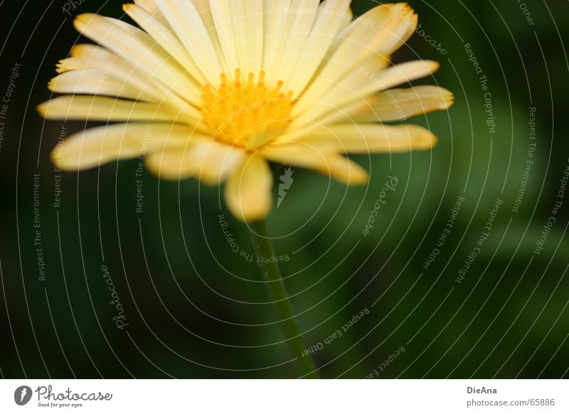 silent Garden Nature Plant Flower Soft Yellow Green Marigold Delicate Stalk blurred Colour photo Exterior shot Deserted Blur