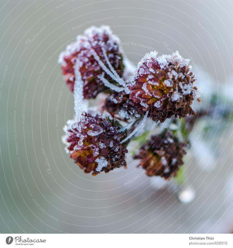 Winter frost II Environment Nature Ice Frost Snow Flower Blossom Foliage plant Pot plant Crystal Water Dream Faded To dry up Fresh Natural Beautiful Wild Gold