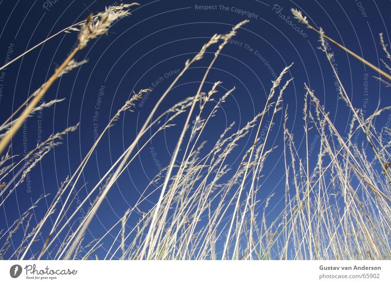 blade of grass Summer Dry Grass Blade of grass Air Meadow Blue halma Grain Lie Gleb Hoar frost Sky Free Harvest