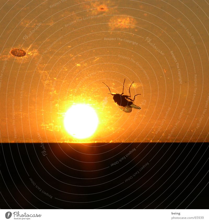just let the sun burn on your stomach. Tanning bed Sunbathing Sunset Go crazy Fly Insect Duel Transience van der Waal forces heliotherapy utu budget airlines