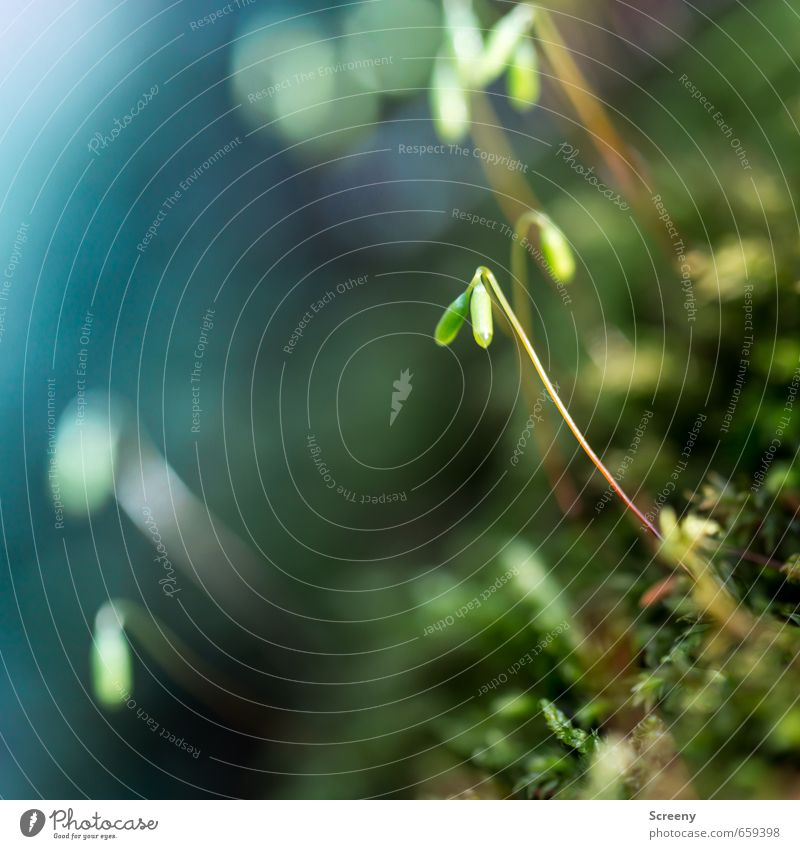 Mini lanterns... Nature Plant Earth Moss Forest Growth Esthetic Soft Green Bud Colour photo Macro (Extreme close-up) Deserted Day Sunlight